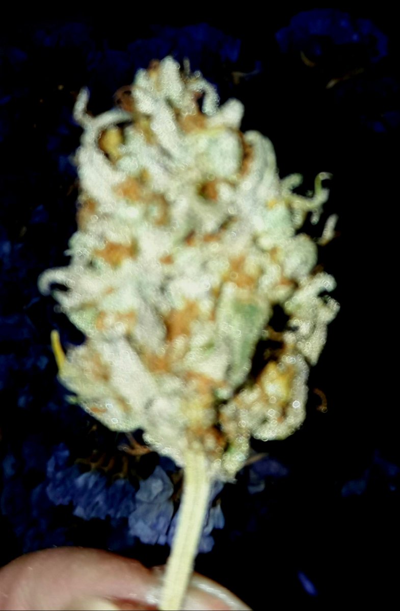 Adryc Manëllson tweet media