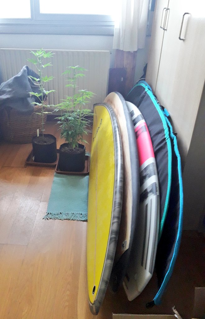 Adryc Manëllson tweet media