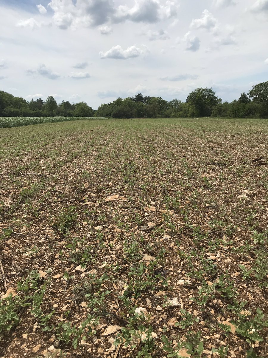 OlivierCOSTE2's tweet photo. Je crois que le semoir pour les #couverts #Micatode est prêt.Pour un premier essai concluant.
Les cultures de printemps apprécieront cette #biodiversité . https://t.co/24JzI5LH3G