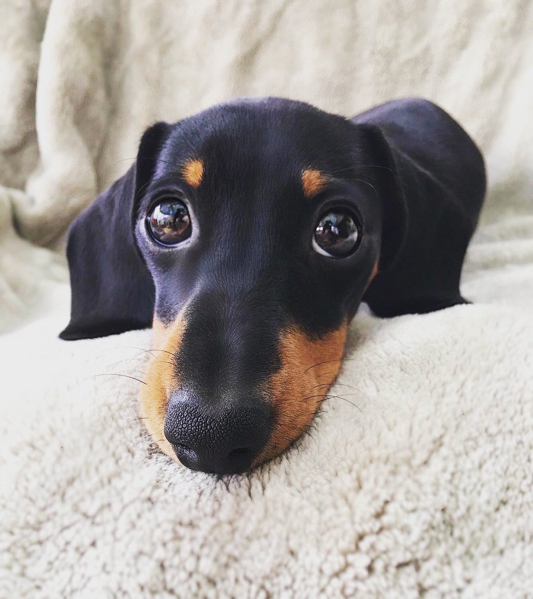 Save The Animals tweet media