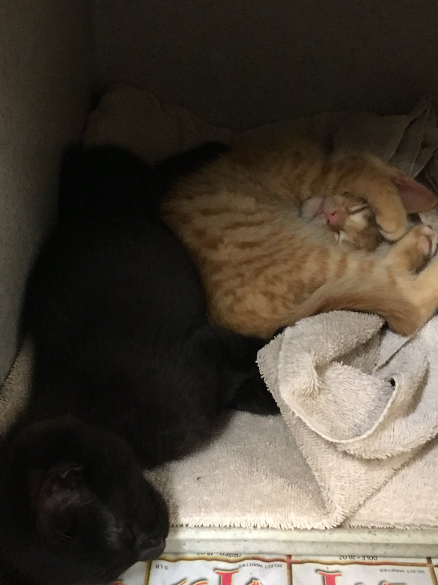 ACAS_PAWS's tweet photo. Soft kitty, warm kitty, kitties needing home. Happy kitty, sleepy kitty BE SURE TO VISIT PAWS! We are overflowing with kittens! Come meet these extremely friendly felines needing homes! #adoptatpaws #kittenseason #kittens #adoptakittenortwo https://t.co/VIfgLJaZq4