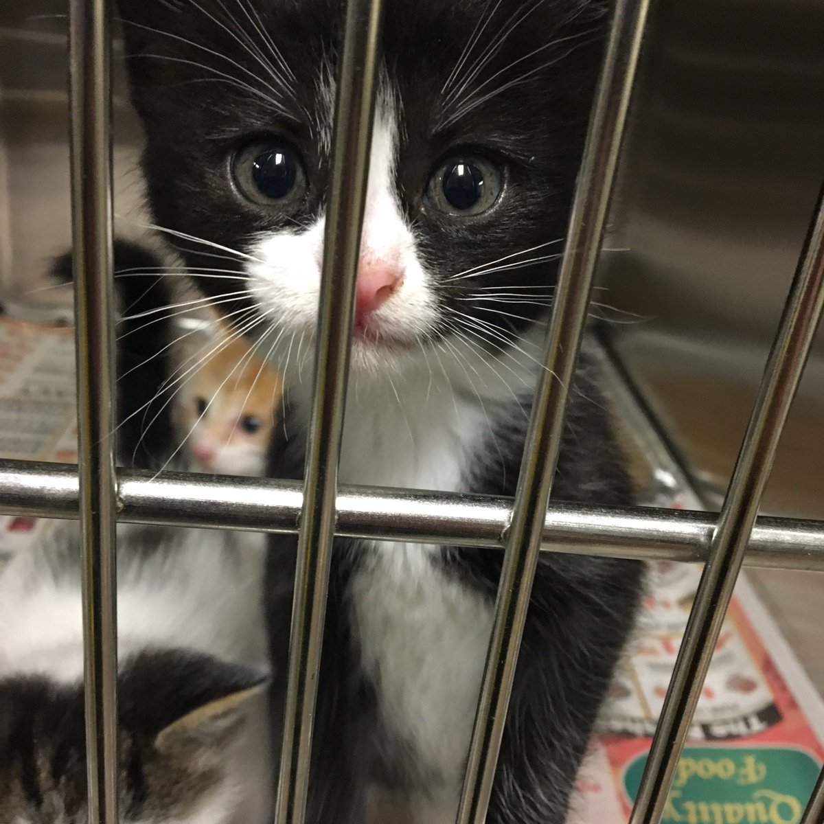ACAS_PAWS's tweet photo. Soft kitty, warm kitty, kitties needing home. Happy kitty, sleepy kitty BE SURE TO VISIT PAWS! We are overflowing with kittens! Come meet these extremely friendly felines needing homes! #adoptatpaws #kittenseason #kittens #adoptakittenortwo https://t.co/VIfgLJaZq4