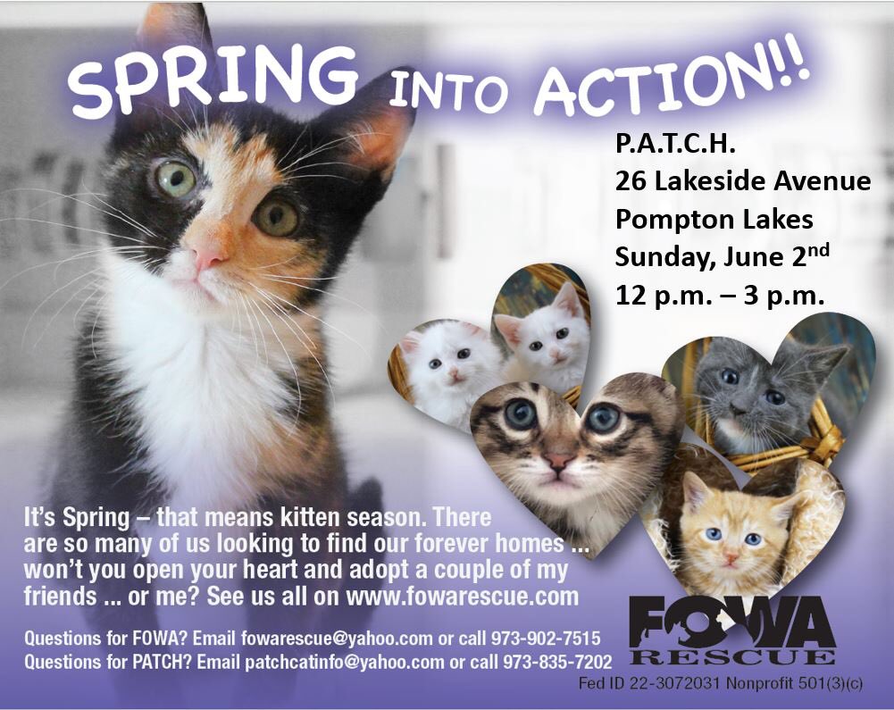 FOWARescue's tweet photo. Kittens shower with PATCH at Pompton Lakes NJ Sunday June 2nd. #adoptkitten #adoptcat #kitten #kittenshower #kittens #cats #catstagram https://t.co/3Lp7kyJ6re
