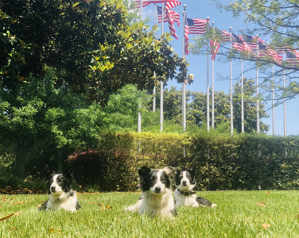 Flyawaygeese's tweet photo. Happy Memorial Day Weekend to you all! @DogsOfTurf @GCSAA #DogsOfTurf #goosedogs #MemorialDayWeekend https://t.co/QE34Zeu1uD