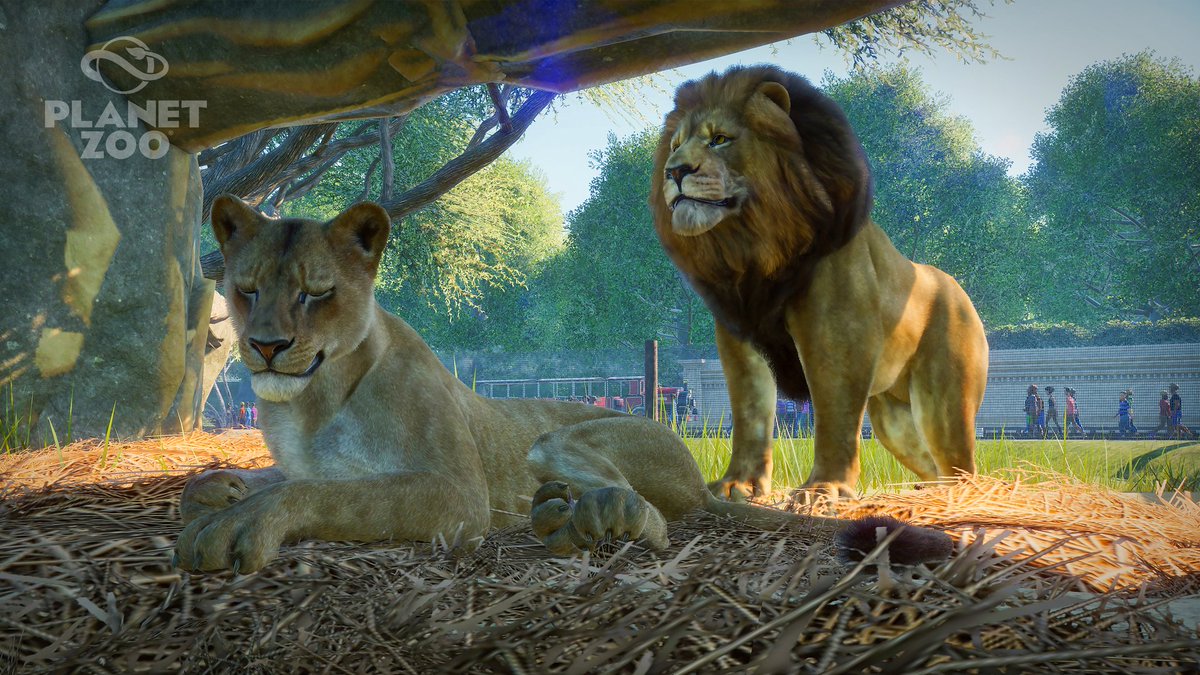 Planet Zoo บนทวิตเตอร์: "Did you know West African Lions are the ...