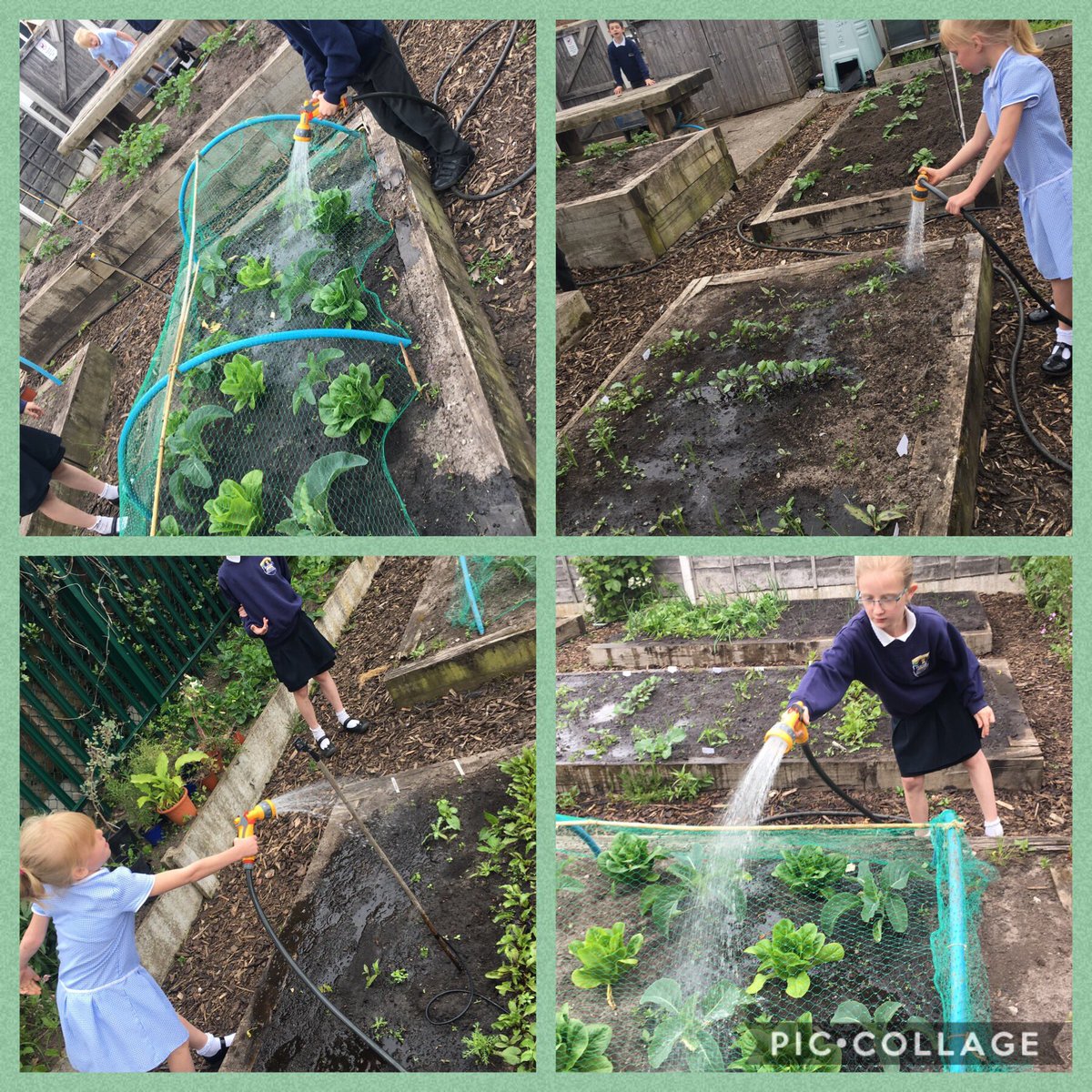 BarntonMrsEd's tweet photo. When class 7 say they’ll do something, they certainly do it well! Watering our crops to help them grow @BarntonMrMoss @BarntonMrsL @BarntonMissL #BCNPSScience https://t.co/xOFXIpyCX1
