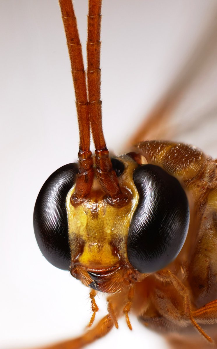 Increíble foto de Kim Morla aplicando la técnica Focus Stacking. 😎📷 Visita su página web: kmorla.com 
.
Descubre a nuestros mejores canonistas en nuestro Instagram: instagram.com/canonperu/