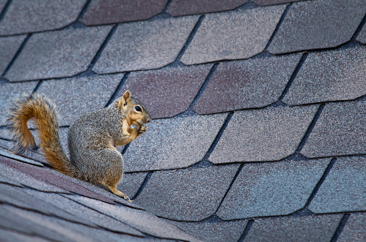 HolpersPest's tweet photo. Think you might have squirrels? We can help, call us today 314-544-7378! https://t.co/6pkKSBbdrc https://t.co/hElg6nLLyG