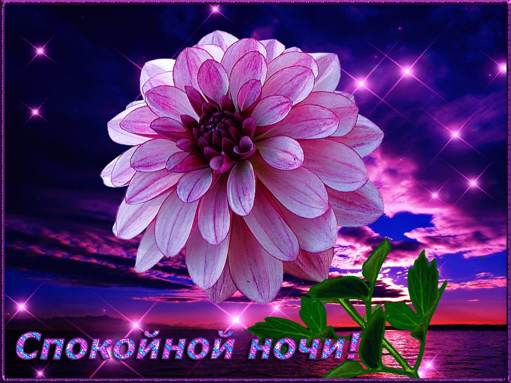 Конверт февраля, мерцающие открытки с цветами спокойной ночи
