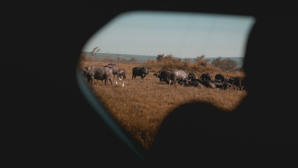 🇷🇼✈️ Un safari au #Rwanda !? On vient de vous trouver un billet toujours moins cher au départ de l'<a href="/aeroportmp/">Aéroport Marseille Provence</a> 😇

Allez... #CestPartiii !

👉🏼 fb.com/344562049577828

📷 <a href="/Onezonestudio/">One Zone Studio</a> 

#Kigali #VisitRwanda