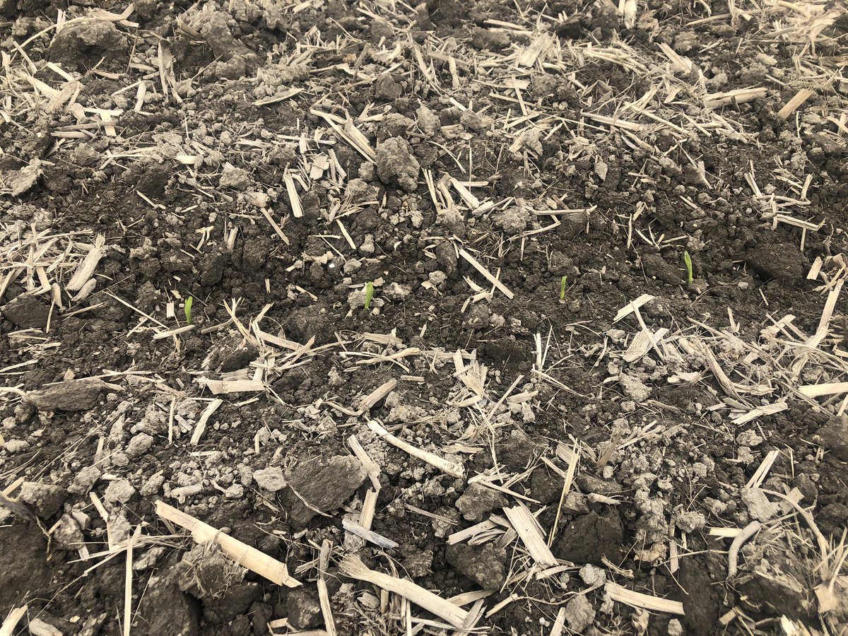 SullivanAgroMS's tweet photo. First corn I’ve seen spike this year! DKB46-17 planted may 6 coming up nicely in the Richmond area #plant19 #itscomingup https://t.co/O5nJvPEJWU