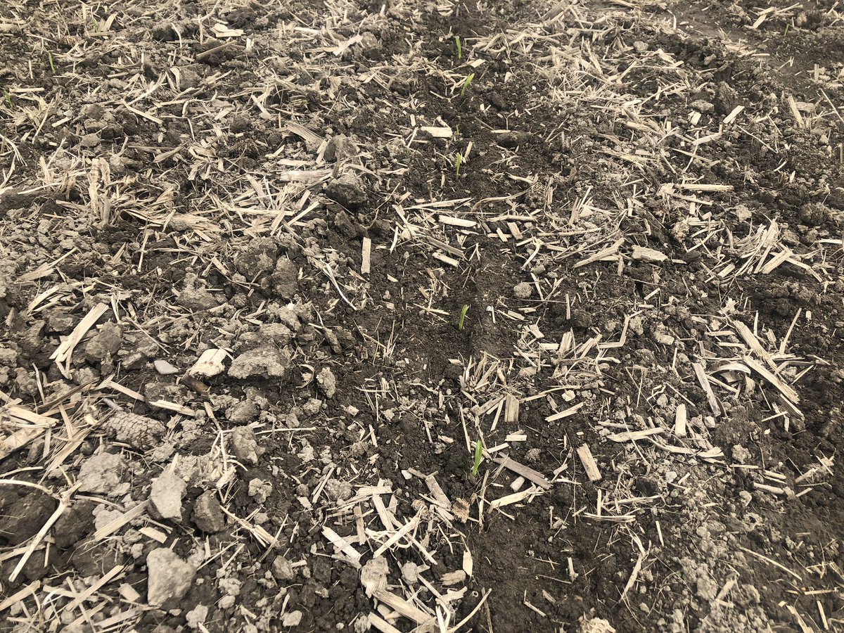 SullivanAgroMS's tweet photo. First corn I’ve seen spike this year! DKB46-17 planted may 6 coming up nicely in the Richmond area #plant19 #itscomingup https://t.co/O5nJvPEJWU
