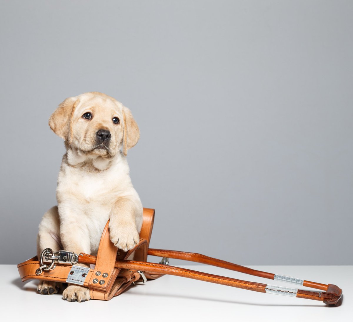 Sunny, a yellow lab puppy, sitting next to a harness that is way bigger than him.