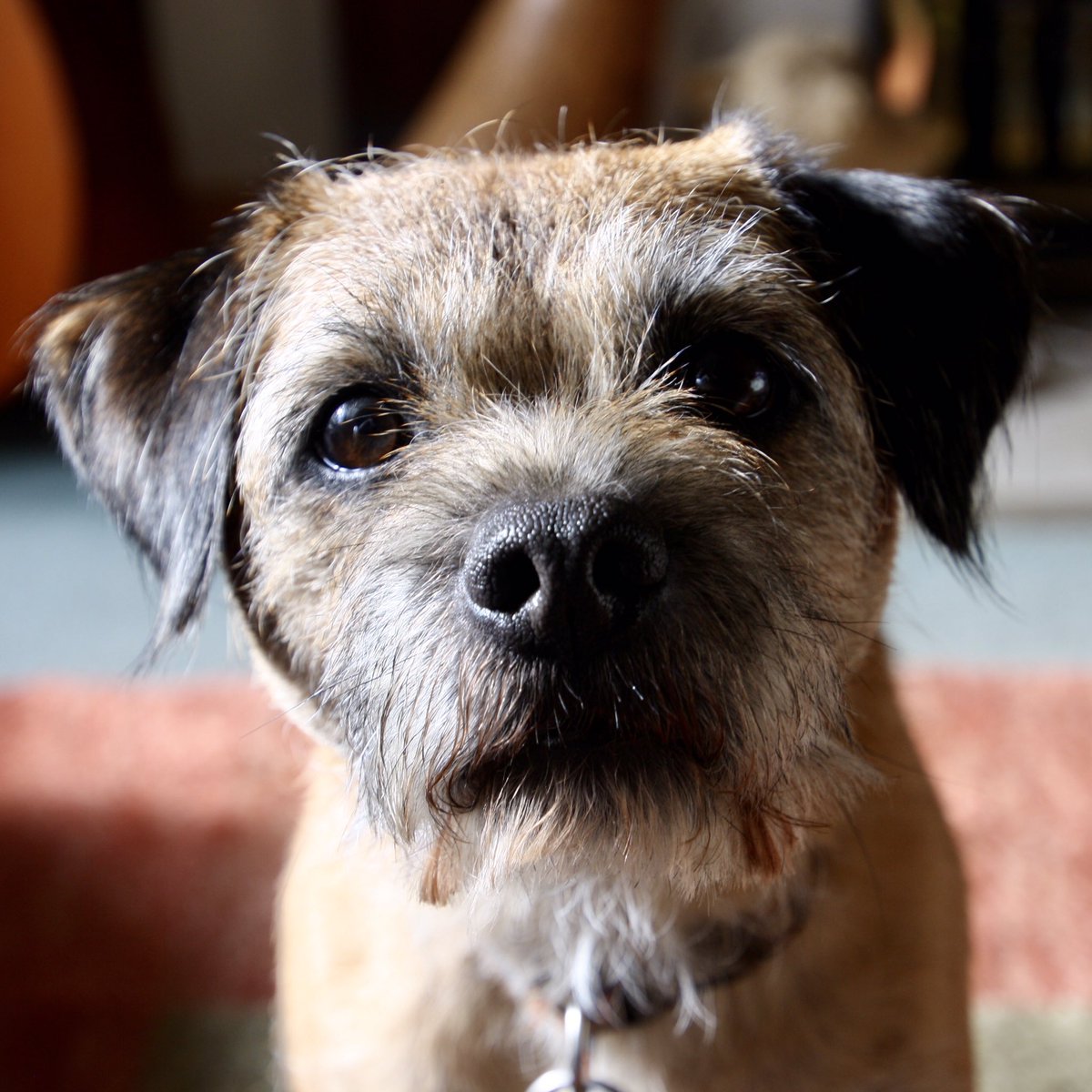 ScruffyTerrier's tweet photo. Well, I iz now Archie ‘Two Chips’ ScruffyTerrier 😁 (and not so scruffy as hoomum pulled all my fur out, pfft).Don’t forget pals, #GetChipped (iz da law!) #CheckChip #UpdateContactDetails #BTPosse https://t.co/HGp216y2qx