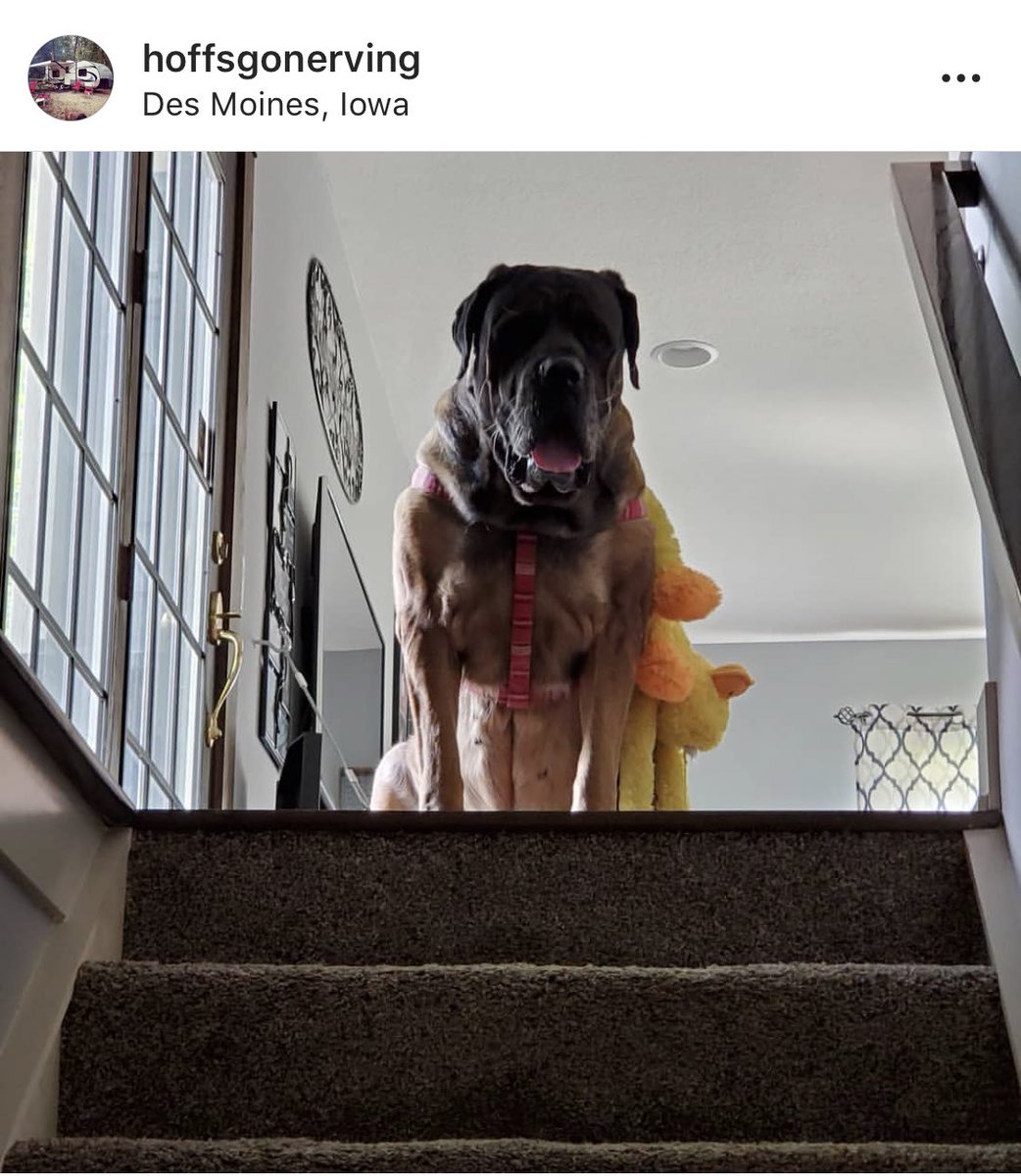 s_rving's tweet image. Mykka has been waiting for this day. First RV trip of the season! She’s even packed her ducky. #TeamMykka #Ducky #Rvseason