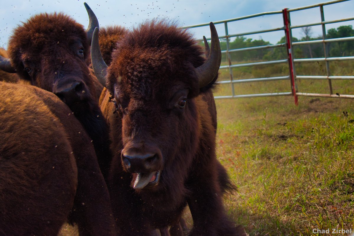 The bison make their return to <a href="/CedarCreekESR/">Cedar Creek ESR</a> tomorrow! Excited to have them roaming the savannas again this summer. Photos from the roundup last fall.