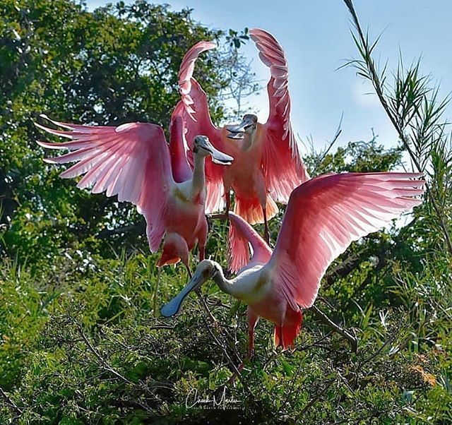 StAugToDo's tweet image. Gather your flock and get ready for this long weekend! #repost bestofthesunshinestate_nature chuckmartin_photography bit.ly/2VP5cYu
