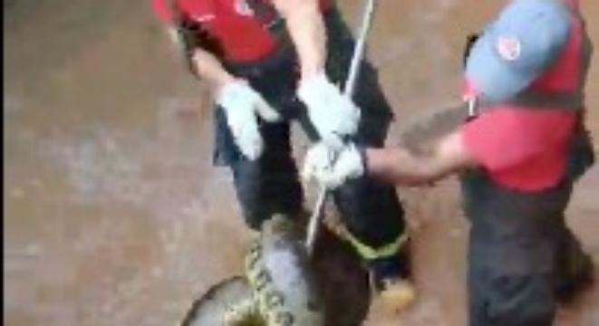 Firefighters Try To Rescue An Absurdly Powerful Anaconda, Get More Than They Bargained For bit.ly/30DmtaN #animals