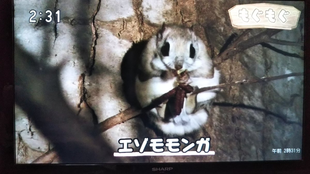 北海道かわいい動物たち