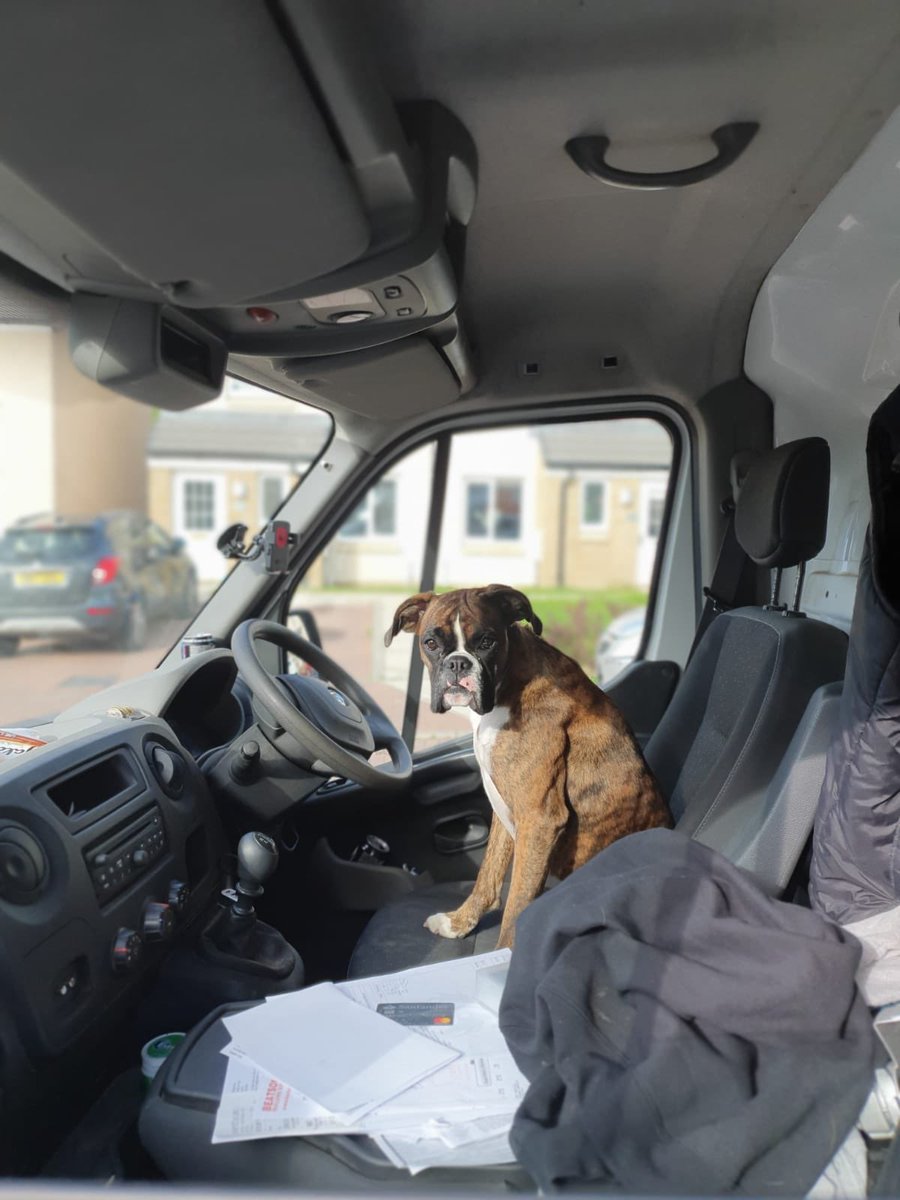 AliTheBoxer1's tweet photo. Get in, I’m driving 🐶 https://t.co/vDmiLu6Rra