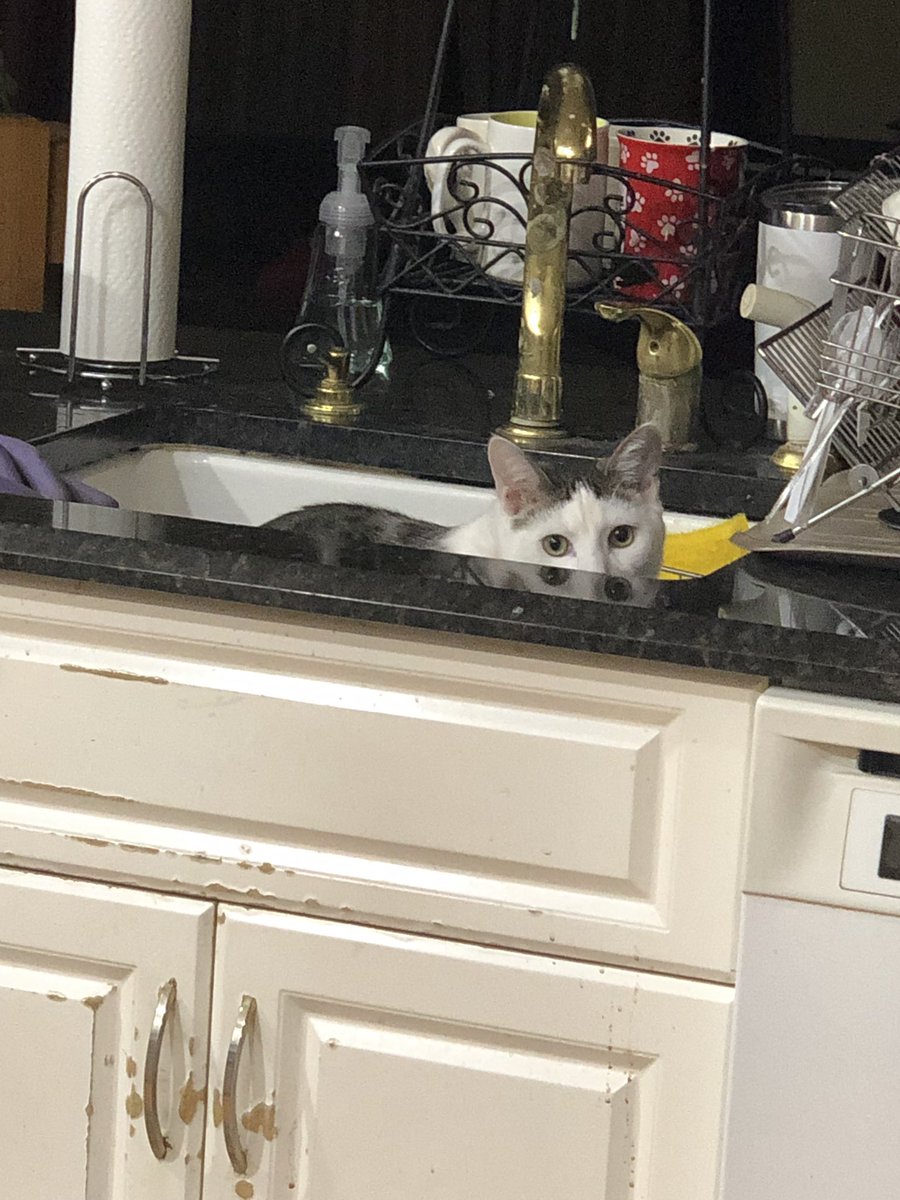 leothecatiam's tweet photo. Watt??? No yoo cannt see me. I am hidein. https://t.co/EZWmxNOaNQ