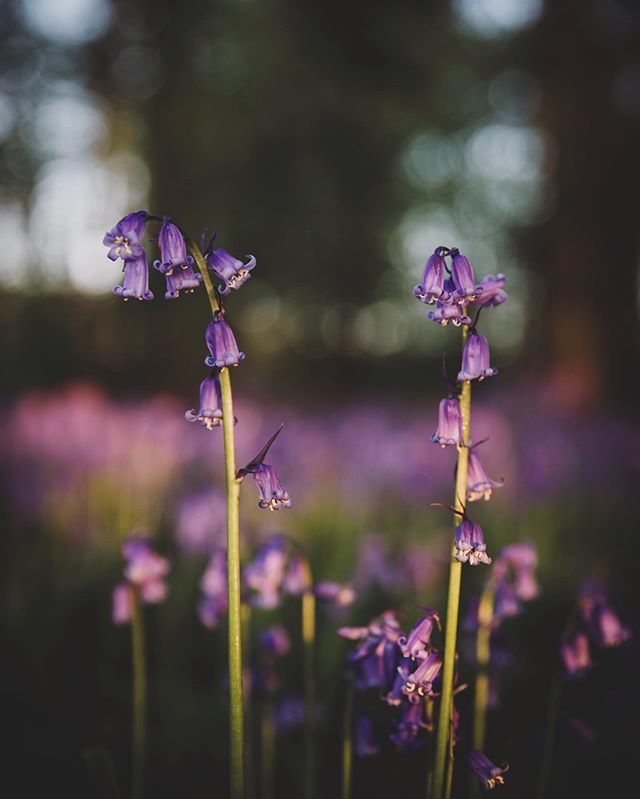 Happy flowering Friday, folks 😊 .
.
.
#littlestoriesofmylife #bluebells #bloomandgrow #normalfornorfolk #getoutside #bloomandglow botanicalpickmeup bit.ly/2VO9XkS