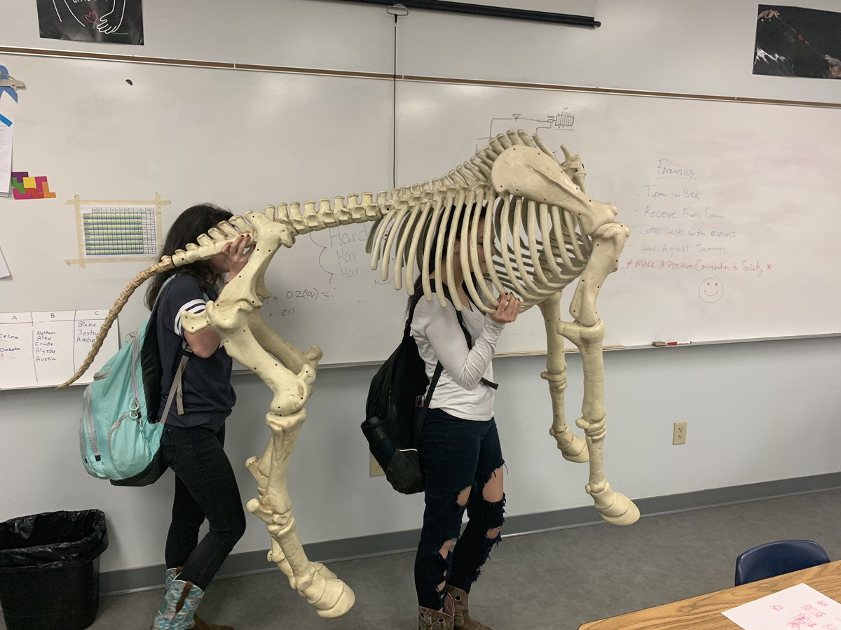 Independent project presentation day featuring Bones the Nuclear Scintigraphy model and a homemade steam turbine mode