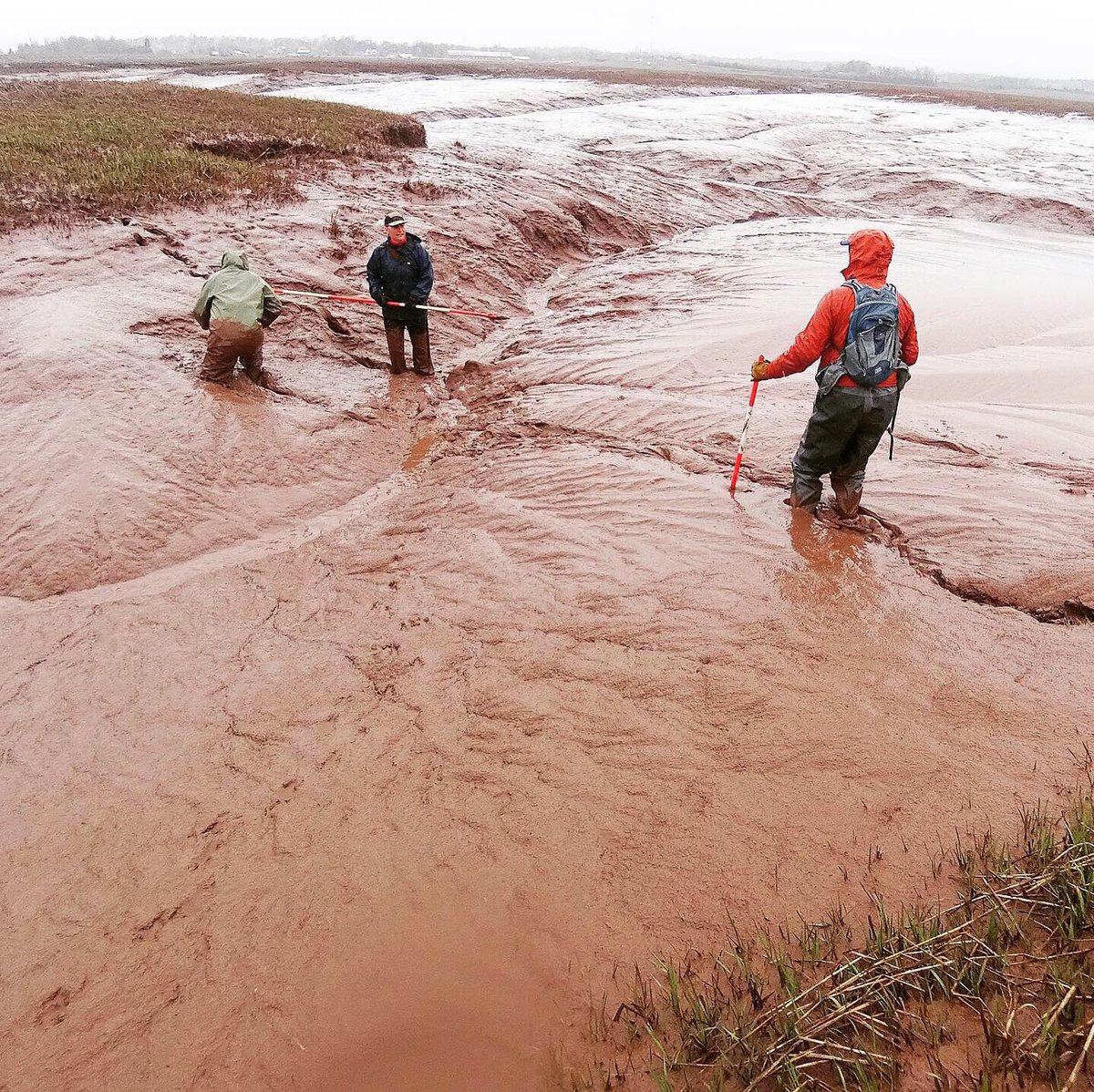 tcadaptations's tweet photo. Rainy days are meant for playing in the mud! @smuhalifax @smuscience @cbwetlands #safetytraining #maritimemarshwiggle #summerstaff #getoutside #exploregreenspaces https://t.co/GzudVjWrPG