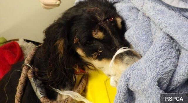 🌎Animal Watch tweet media