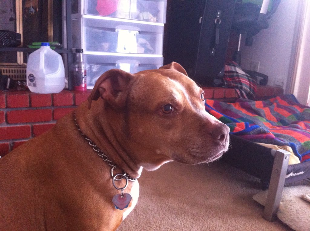 Knightwolf75's tweet photo. You always like to get into mischief, but you were also so loving &amp; friendly. Despite your asthma, skin issue, &amp; even cancer, you lived nearly a decade passed your expectancy. Thanks for all the love, tug of war games, &amp; hurt knees when you ran into me. And all those eaten shoes. https://t.co/uoPAhltNri