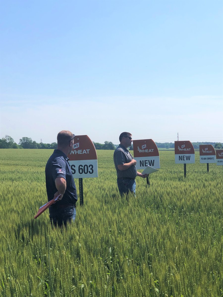 GatewayFS's tweet image. Several crop specialist &amp;amp; college interns joined Kevin Guebert &amp;amp; Eric West of @GROWMARK in evaluating one of our wheat plots. The purpose of the tour is to evaluate the existing FS wheat varieties, some competitive varieties, &amp;amp; some FS experimental varieties.