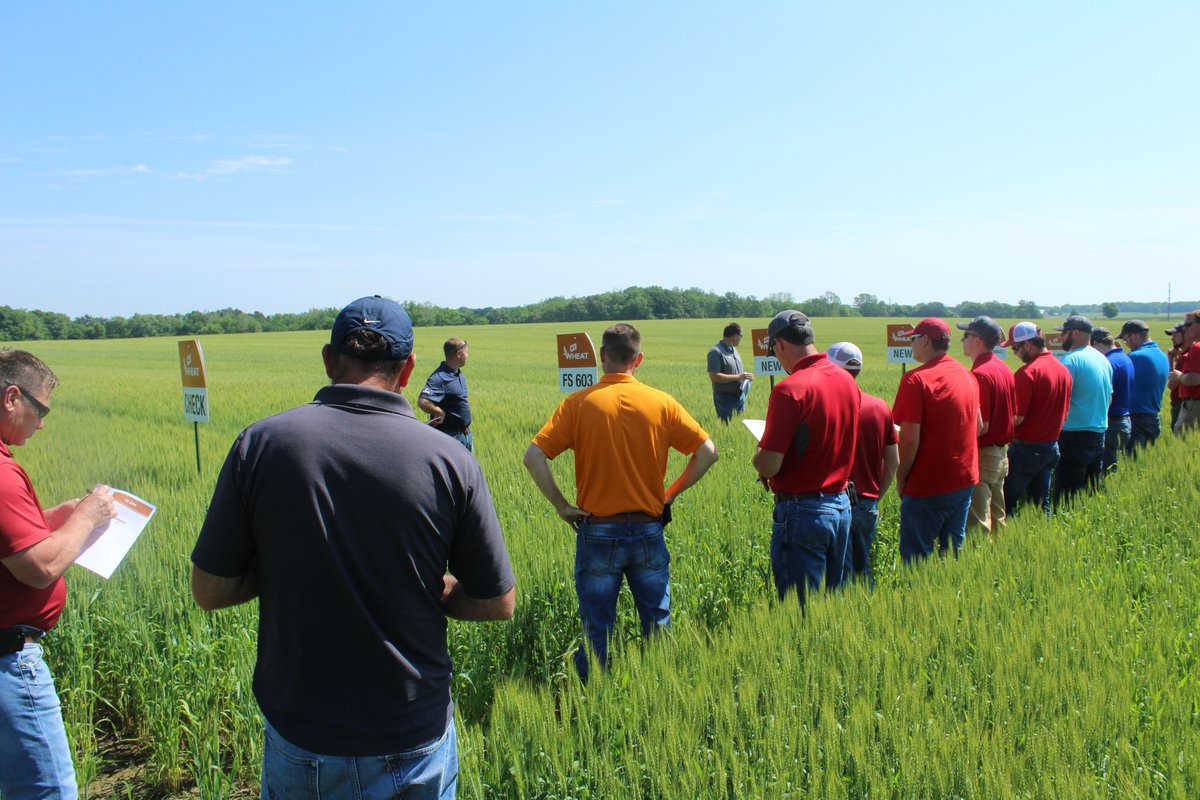 GatewayFS's tweet image. Several crop specialist &amp;amp; college interns joined Kevin Guebert &amp;amp; Eric West of @GROWMARK in evaluating one of our wheat plots. The purpose of the tour is to evaluate the existing FS wheat varieties, some competitive varieties, &amp;amp; some FS experimental varieties.