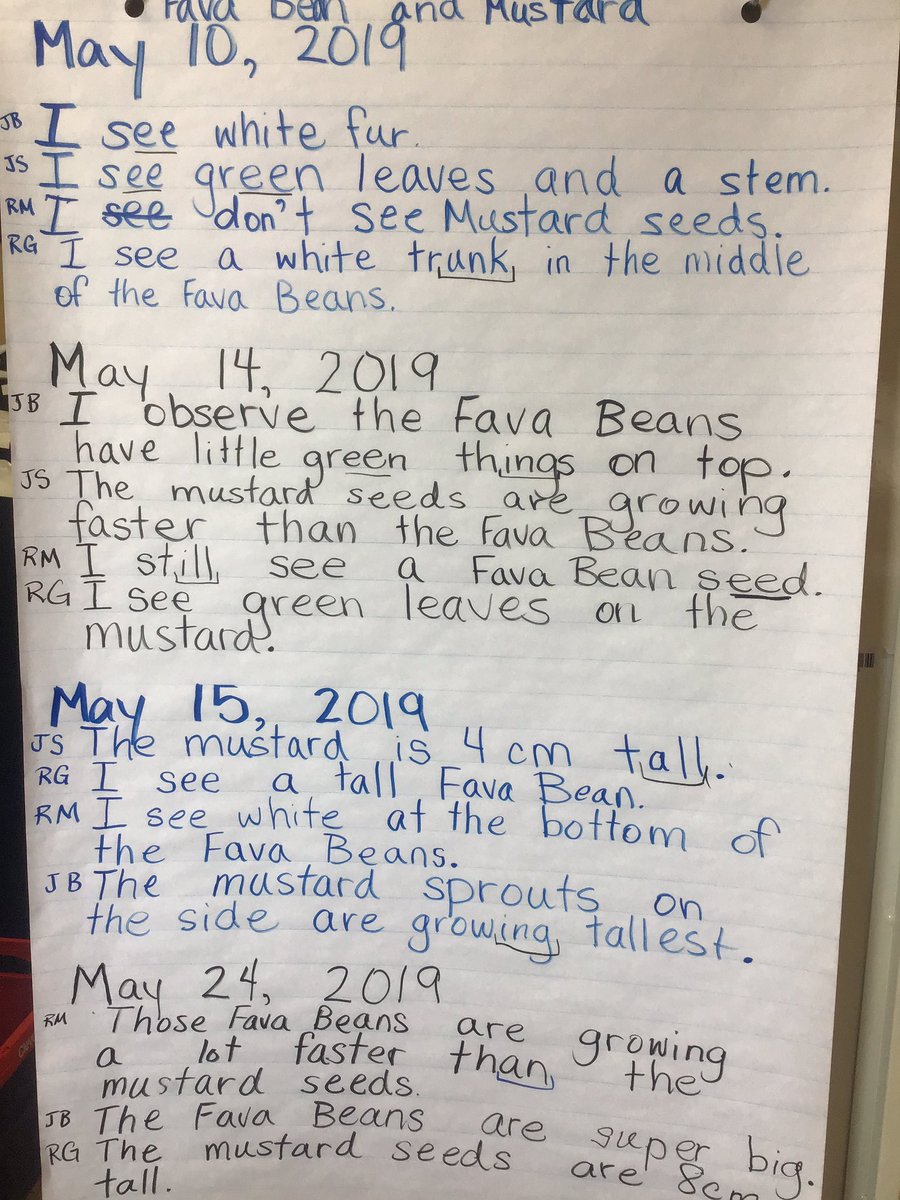 After days of observing our fava bean sprouts and mustard sprouts, recording and reading our observations, we harvested and ate our sprouts today. #mpscpssd #rigour #sidebyside #alllearners #construct #choice #mustardsproutsarespicy @aitcsk