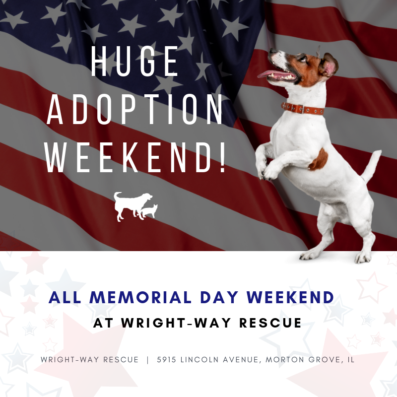 WrightWayRescue's tweet photo. Memorial Day Adopt-a-thon this weekend! 🎉 Over 60 animals are looking for homes! - https://t.co/RwetpUyWsD https://t.co/UCoUp17i2j