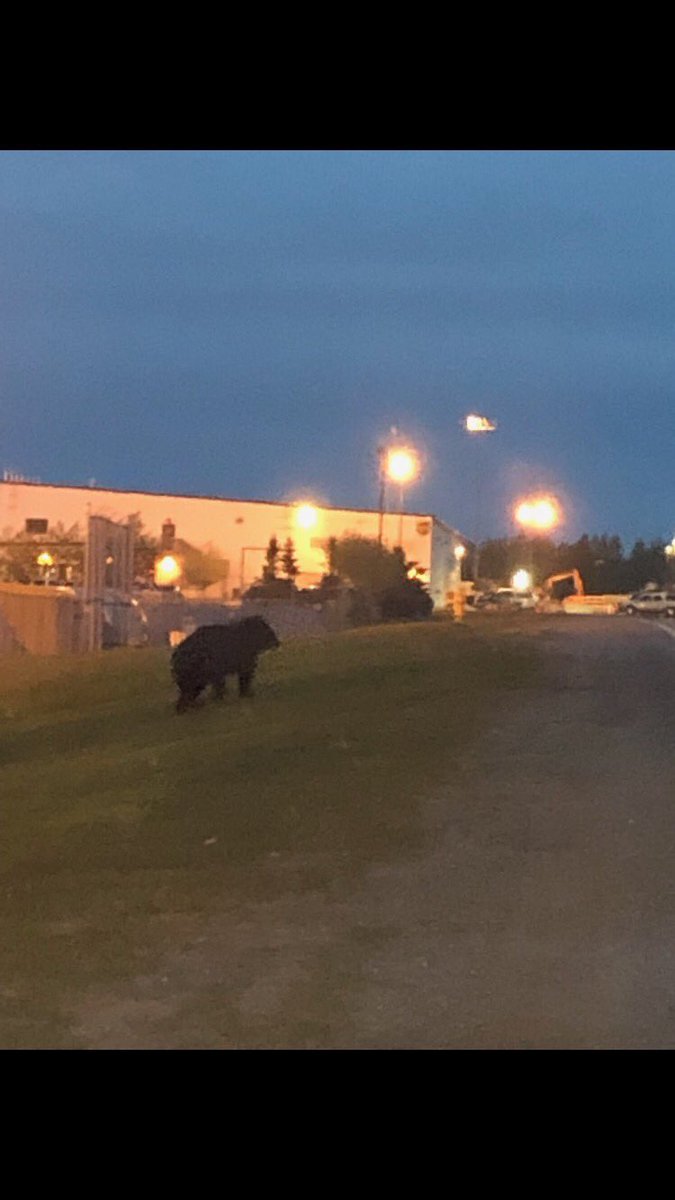 Spring in Alaska.  The Bears are out. They must know we are hiring on the preload.