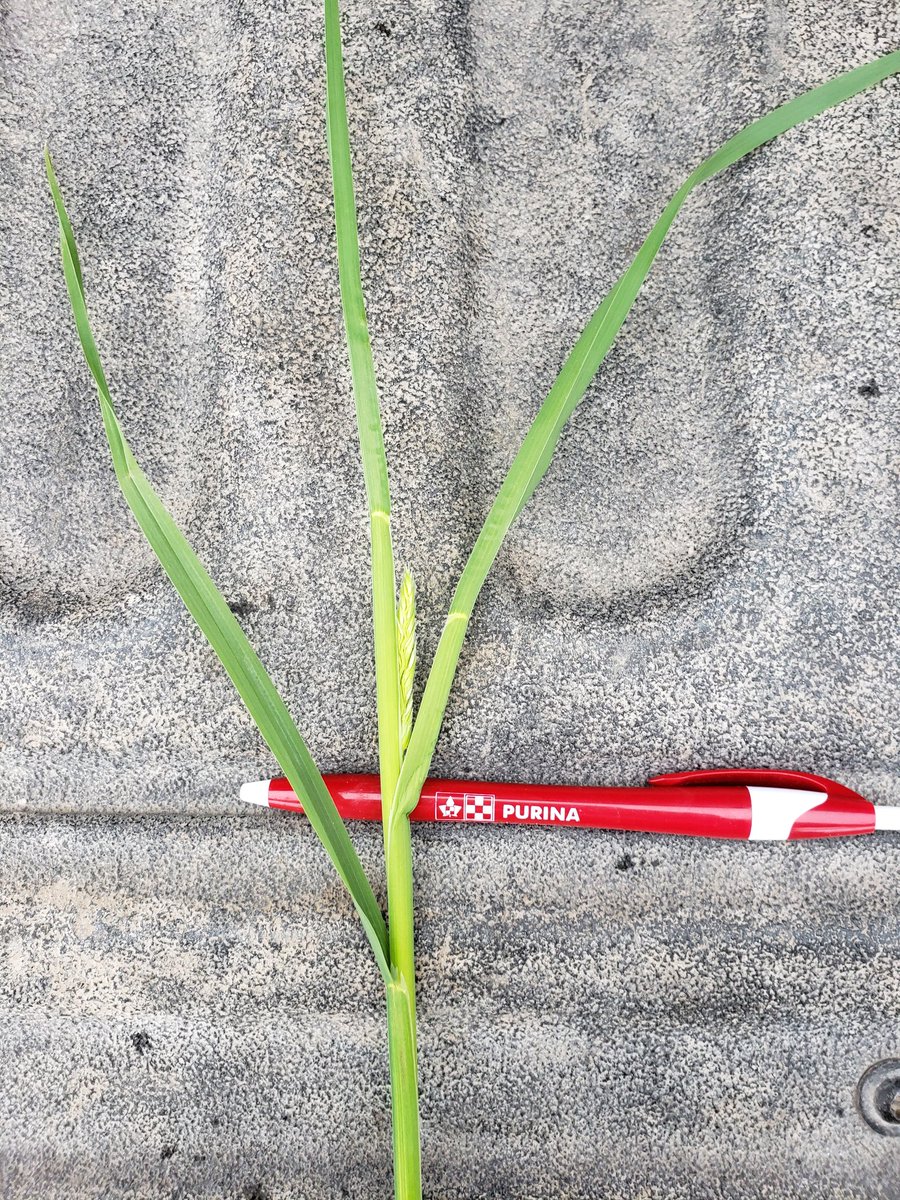 justinbrennan88's tweet photo. Keeping an eye on hay fields. Variable development and limited volume so far. Producers should count current inventory and make a plan for forage needs asap. https://t.co/ugppLXDaSL