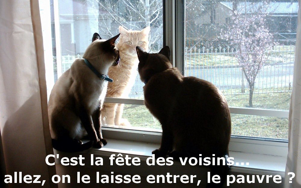 C'est aussi la #FêteDesVoisins pour les chats ! 😺