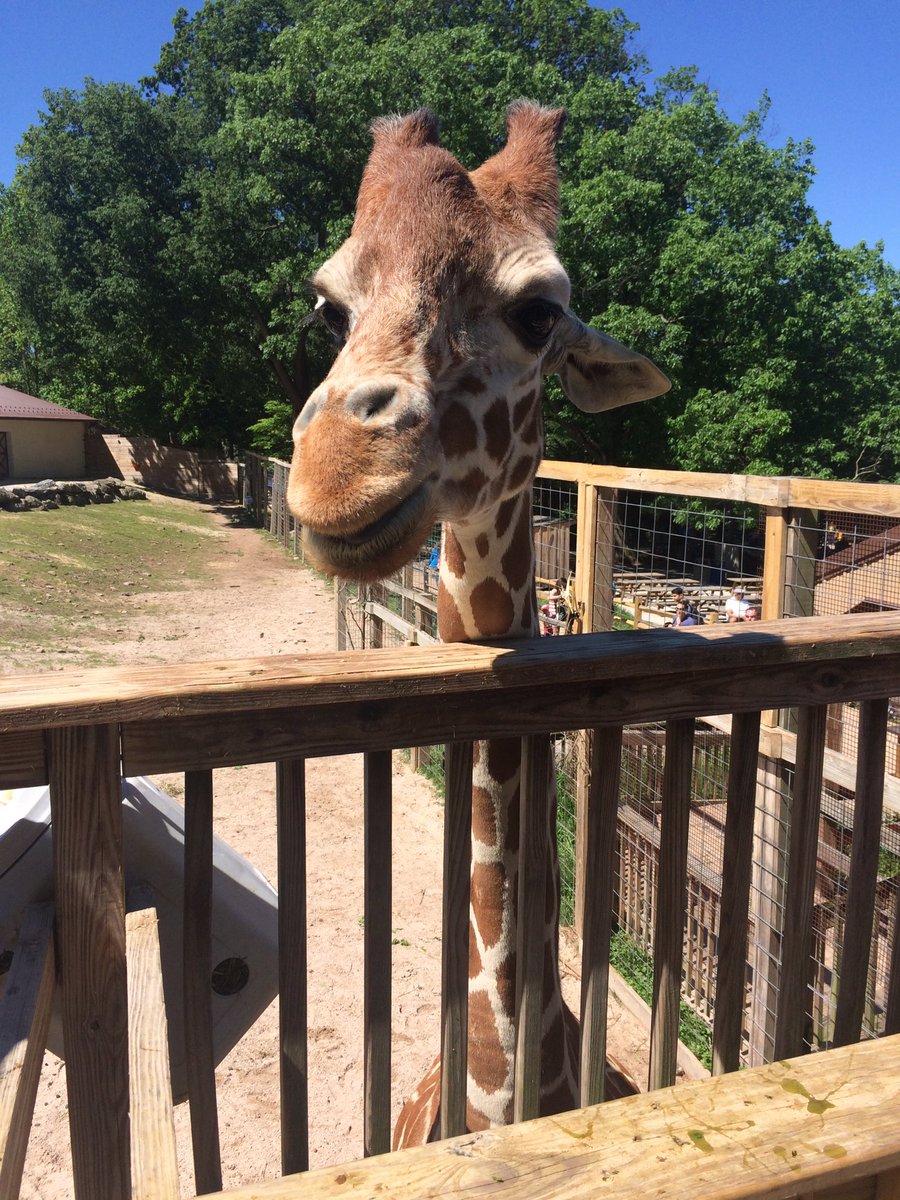 AdaireWillow's tweet photo. Went to the zoo today, met some giraffes. https://t.co/6Z5mNlgDcx