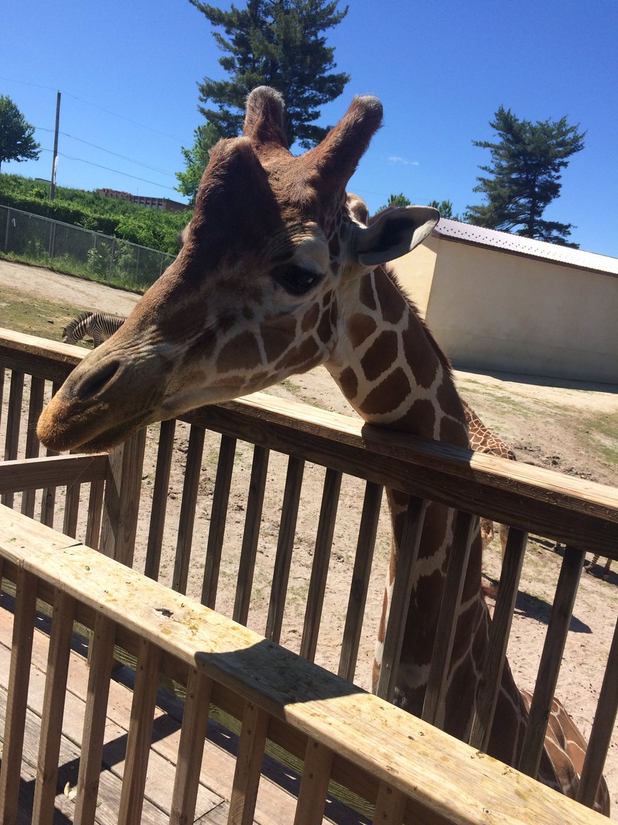 AdaireWillow's tweet photo. Went to the zoo today, met some giraffes. https://t.co/6Z5mNlgDcx
