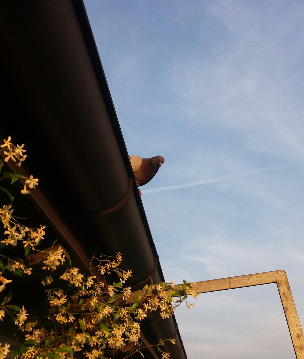 bordognaroberto's tweet photo. #Milan May 24 - #Pigeons situational #awareness.
1. the #teather
2. #pigeon when wife is around
3. #pigeon when I show up...
#birds #Intel #characterizations https://t.co/9WHcSAJlag