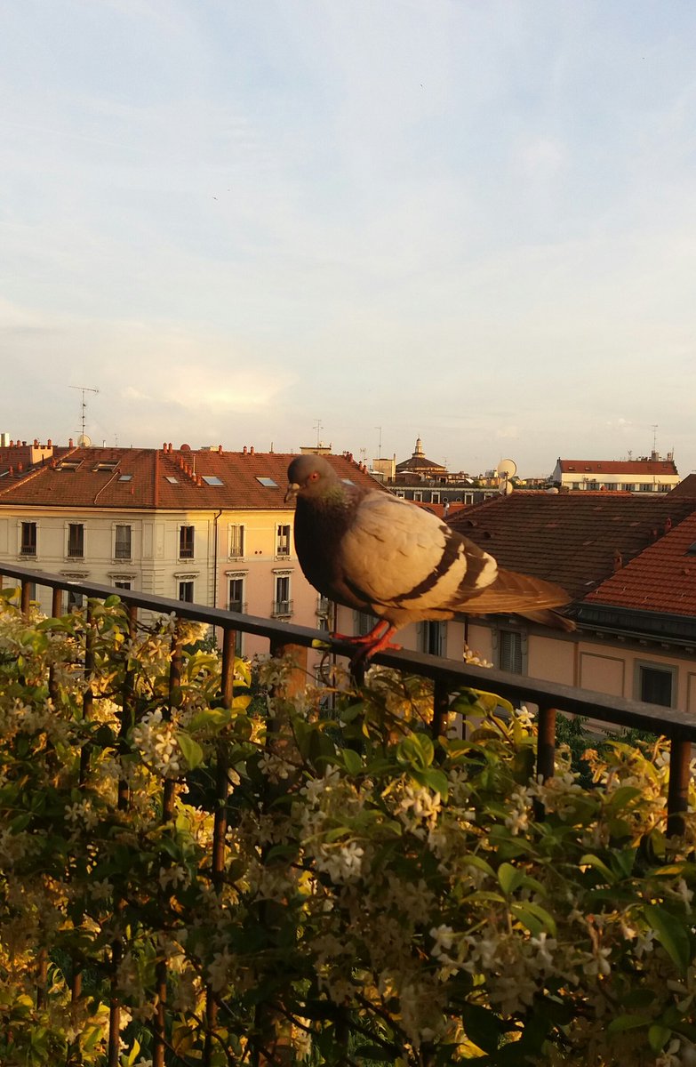 bordognaroberto's tweet photo. #Milan May 24 - #Pigeons situational #awareness.
1. the #teather
2. #pigeon when wife is around
3. #pigeon when I show up...
#birds #Intel #characterizations https://t.co/9WHcSAJlag