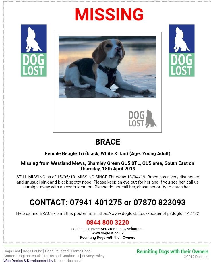 MissingPetsGB's tweet photo. 🐕 BRACE STILL #MISSING
Last seen Thursday 18/04/19 in  Westland Mews, Shamley Green #GU5
BRACE is very small &amp; has a very distinctive &amp; unusual pink &amp; black spotty nose. If you see her, call asap with an exact location. Please do not call her, chase or try to catch her #beagle https://t.co/WCRnIfR1Gg