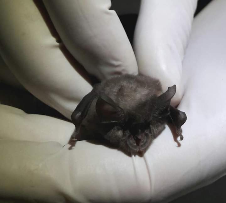 QuarryCaves's tweet photo. Friday 31st May! A #talk & slideshow by the #naturalist & #Bat expert, Adrian Bayley (Devon Bat Conservation & Research Group).
The talk will be in our kiosk & WON'T include Cave entry. FREE EVENT but donations please, in aid of #BatfriendlyBeer. 7.30.
info@beerquarrycaves.co.uk https://t.co/KZqQo1AAya