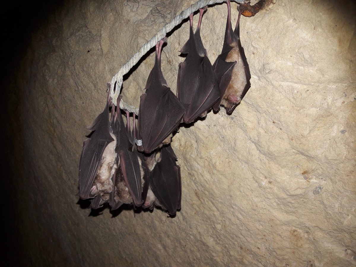 QuarryCaves's tweet photo. Friday 31st May! A #talk & slideshow by the #naturalist & #Bat expert, Adrian Bayley (Devon Bat Conservation & Research Group).
The talk will be in our kiosk & WON'T include Cave entry. FREE EVENT but donations please, in aid of #BatfriendlyBeer. 7.30.
info@beerquarrycaves.co.uk https://t.co/KZqQo1AAya