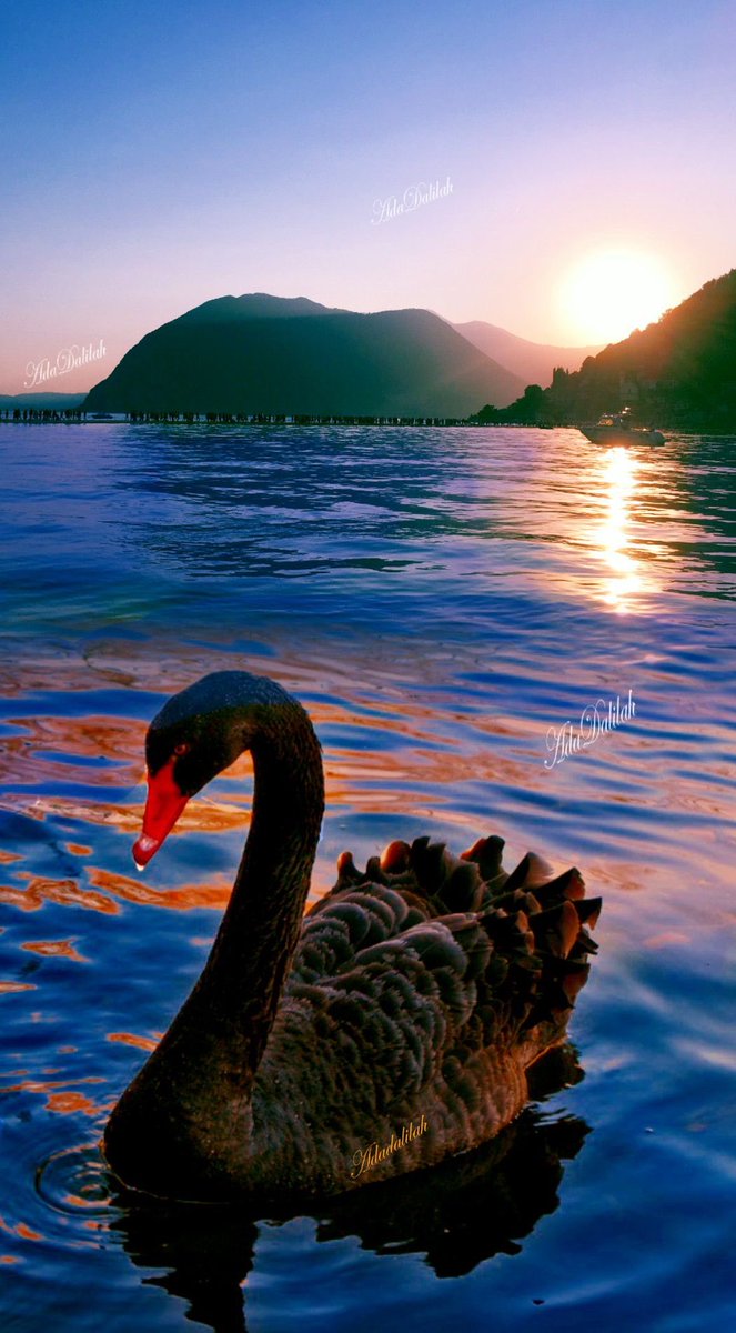 ^Homa^ (@bidadhax57) on Twitter photo 