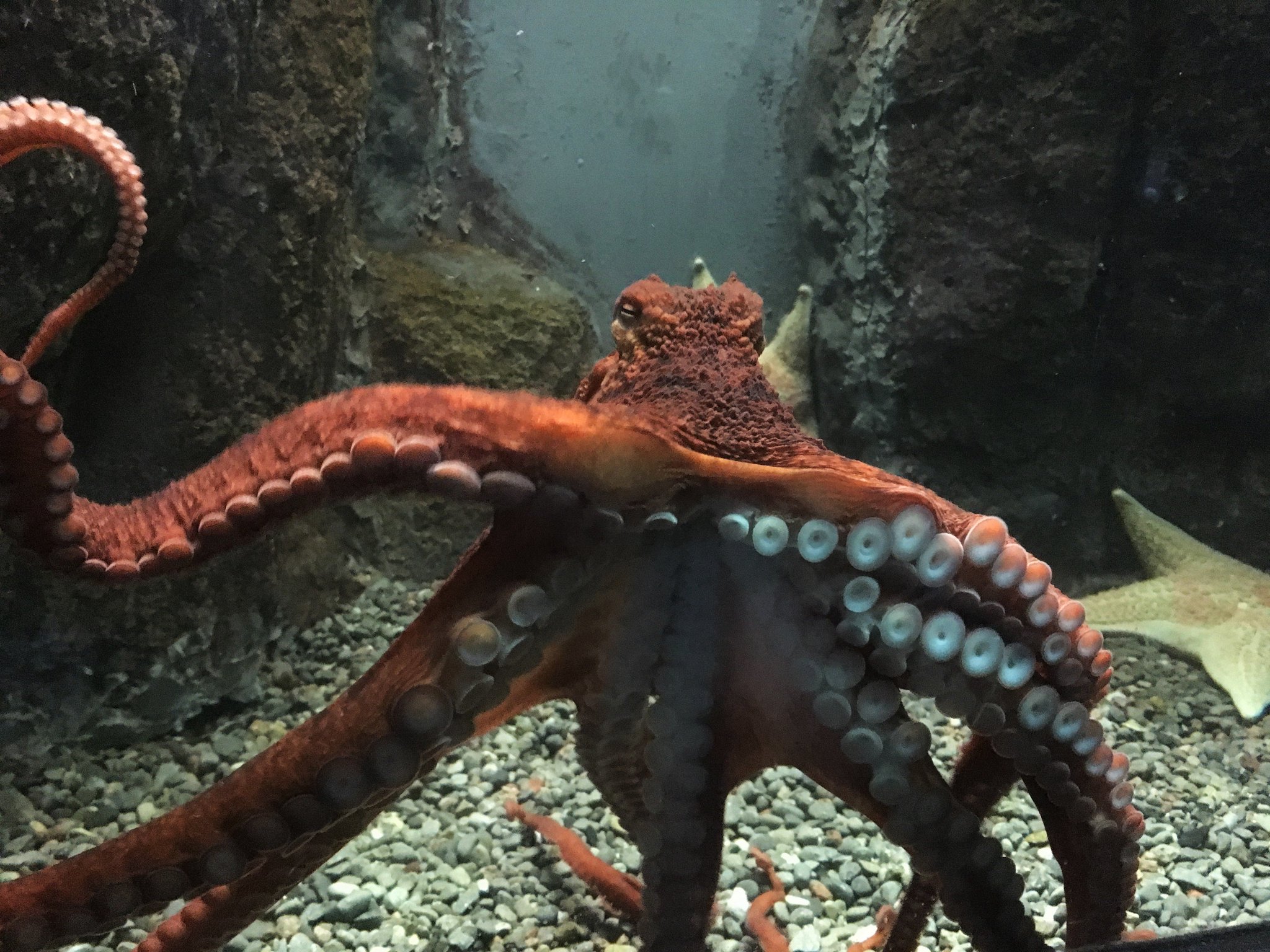Wild Kratts Giant Pacific Octopus: Danger Alert PBS | atelier-yuwa.ciao.jp