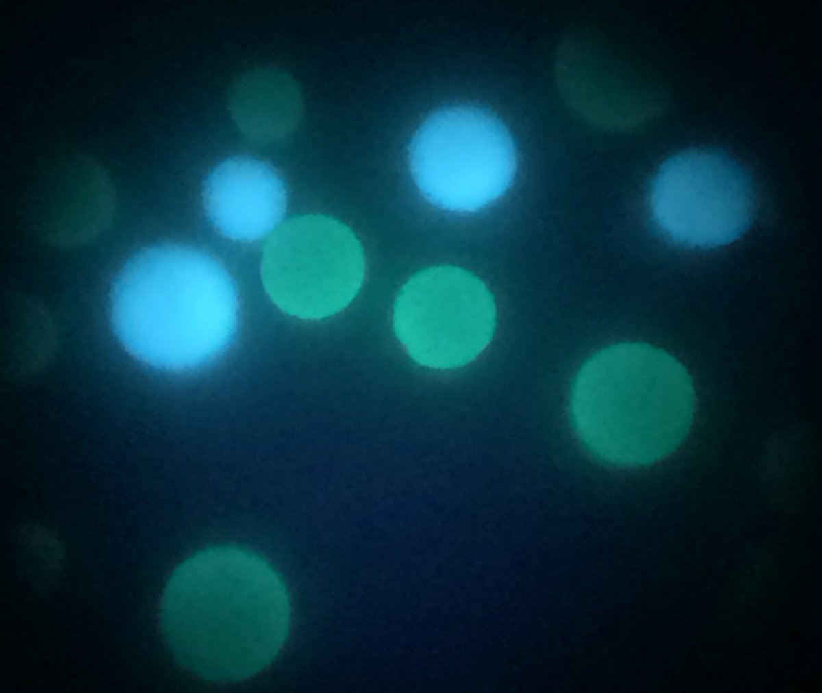joachimgoedhart's tweet photo. Image of mixed fluorescent beads loaded with either #mTurquoise2 or LSS-SGFP2
(Excitation with light of 405nm, picture taken through the eye-piece of the microscope) https://t.co/wQu1cMWwA3