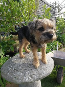 🆘22nd MAY 2019 #Lost #STOLEN? #ScanMe #BTPosse 
Black And Tan Border Terrier Female
#Bawdrip #Somerset #TA7 PLEASE SHARE😢
Bella knows the area very well, she was at a neighbours home and dissapeared.
doglost.co.uk/dog-blog.php?d…