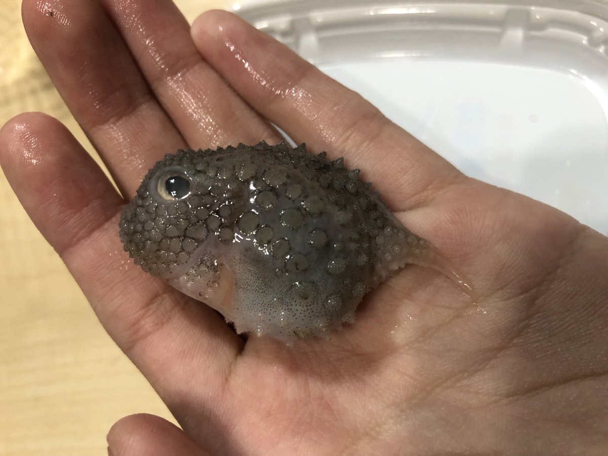 70以上 魚 コンペイトウ コンペイトウ 魚 水族館 Untungunlwhrq