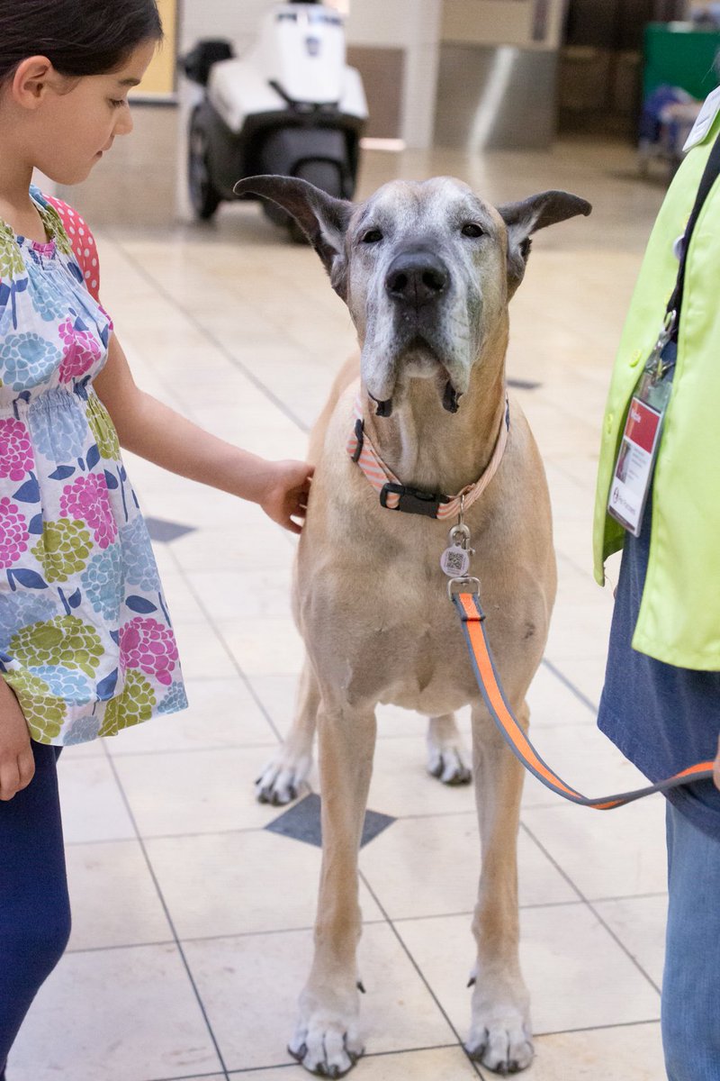 great dane therapy dog